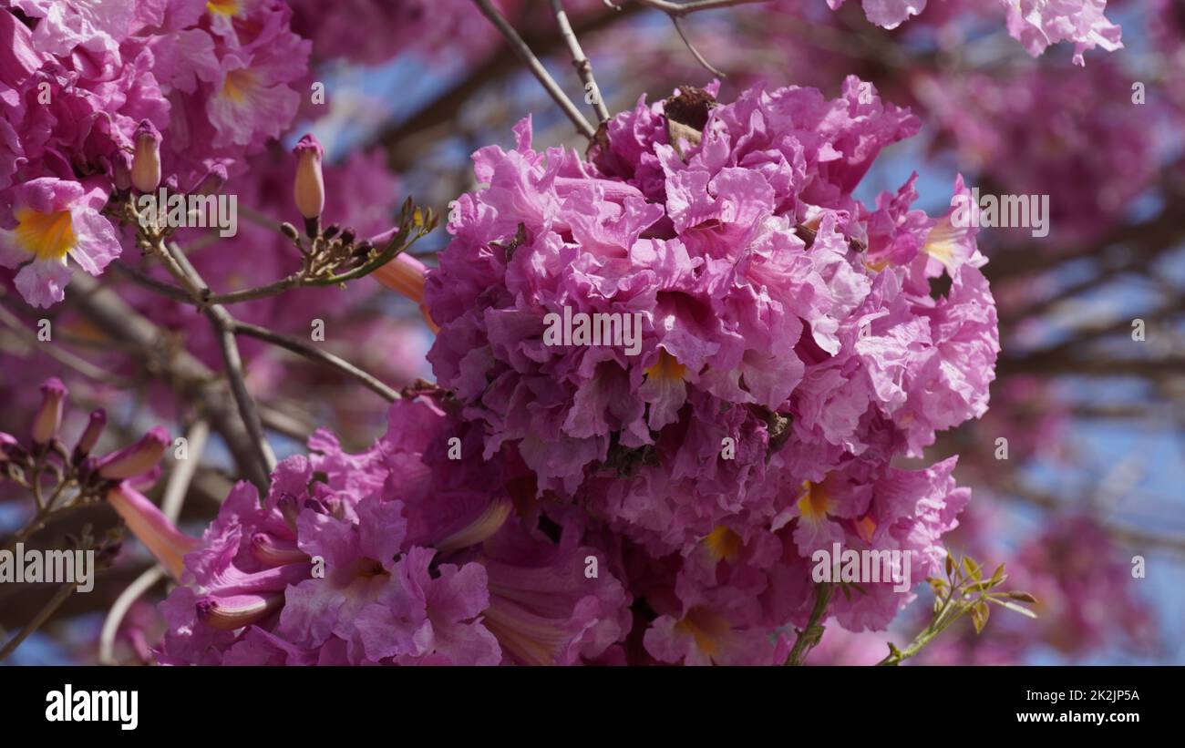 Árbol de trompeta rosa (Handroanthus impetiginosus). Tabebuia rosea es un árbol neotropical de la flor rosa en el parque. Florece en la temporada de primavera. Foto de stock