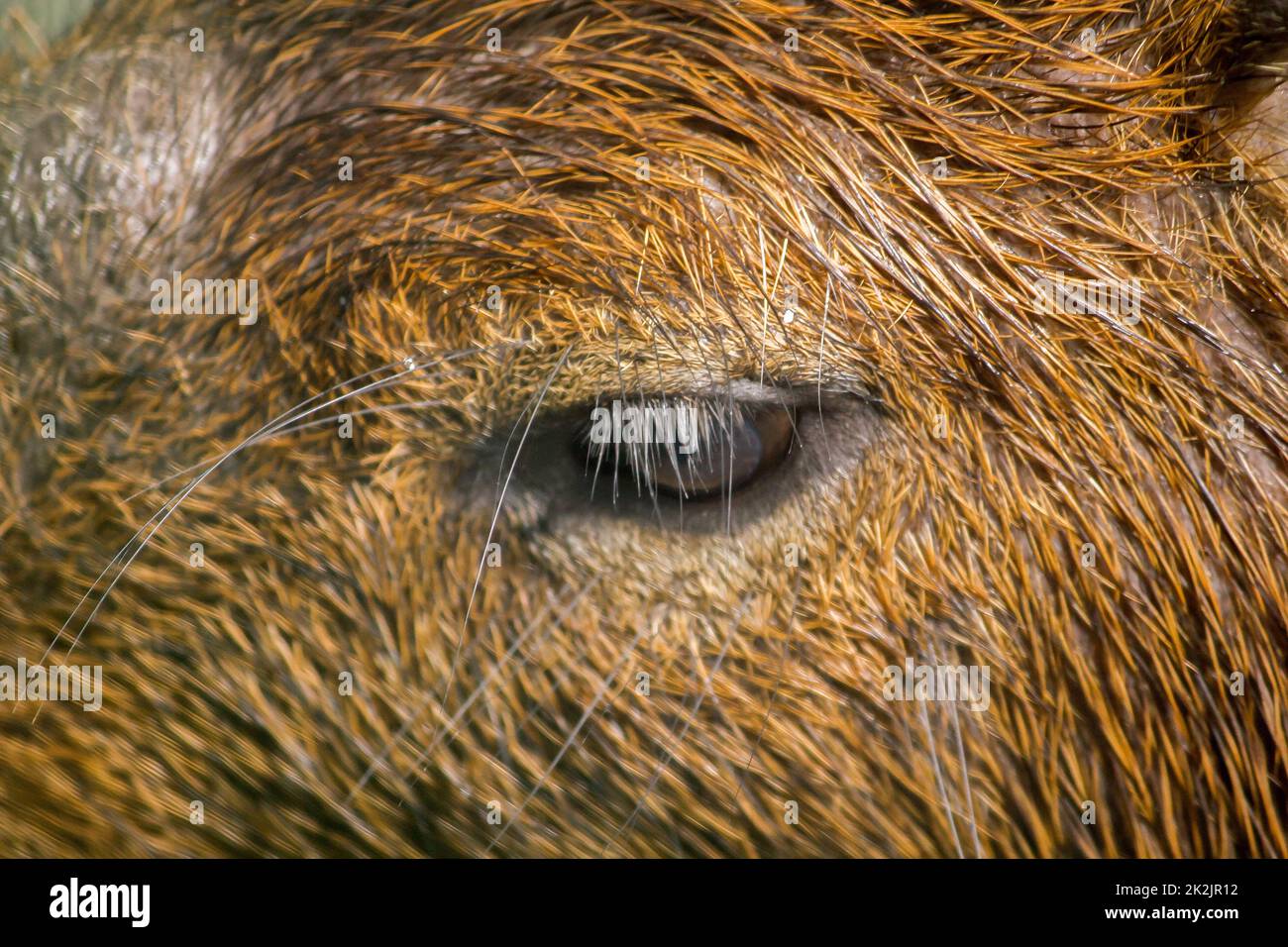 Los ojos de Capibara se cubren con pelo marrón que es la rata más grande del mundo nativa de América del Sur Foto de stock