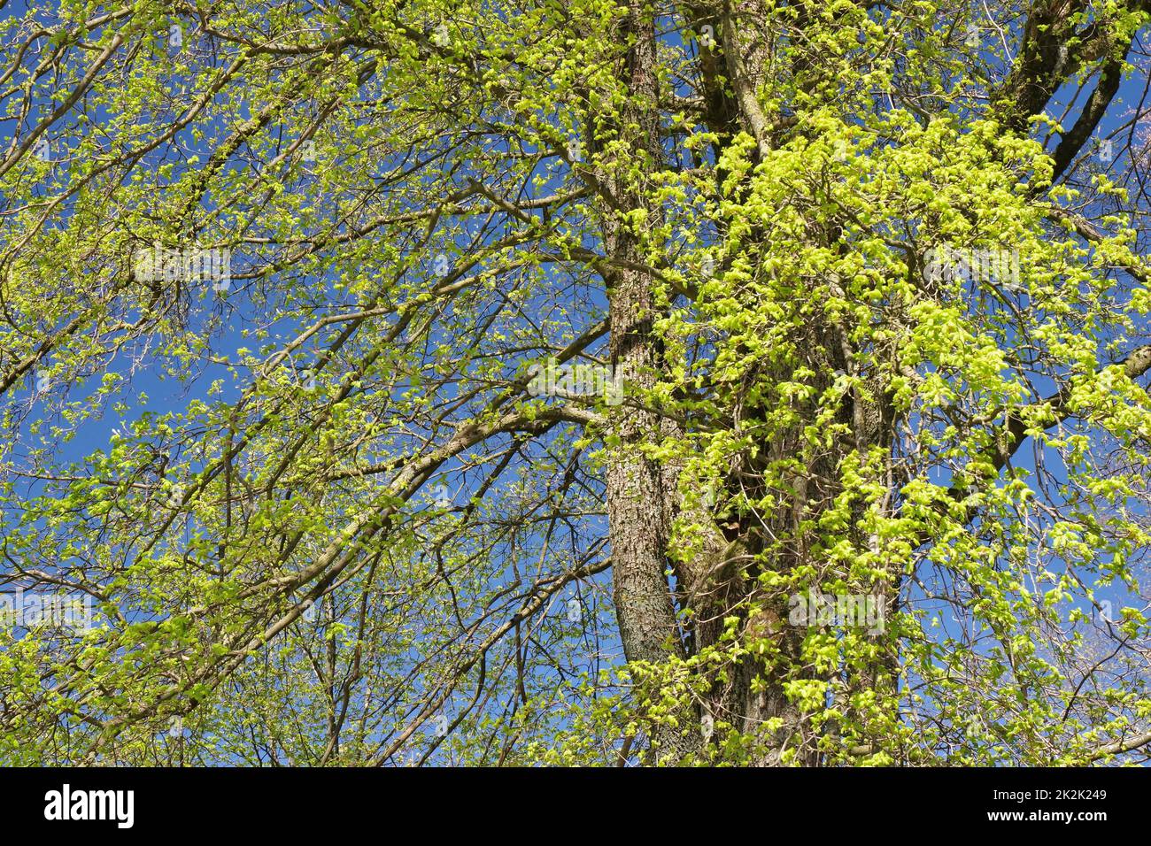 Primavera, árbol en flor, Alemania, Europa Occidental Foto de stock