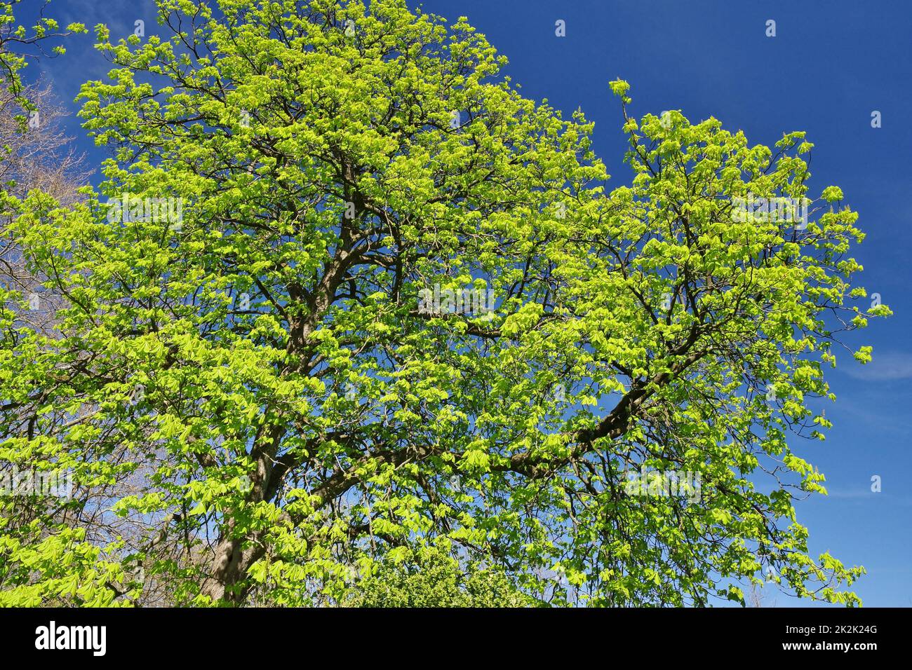 Primavera, árbol en flor, Alemania, Europa Occidental Foto de stock