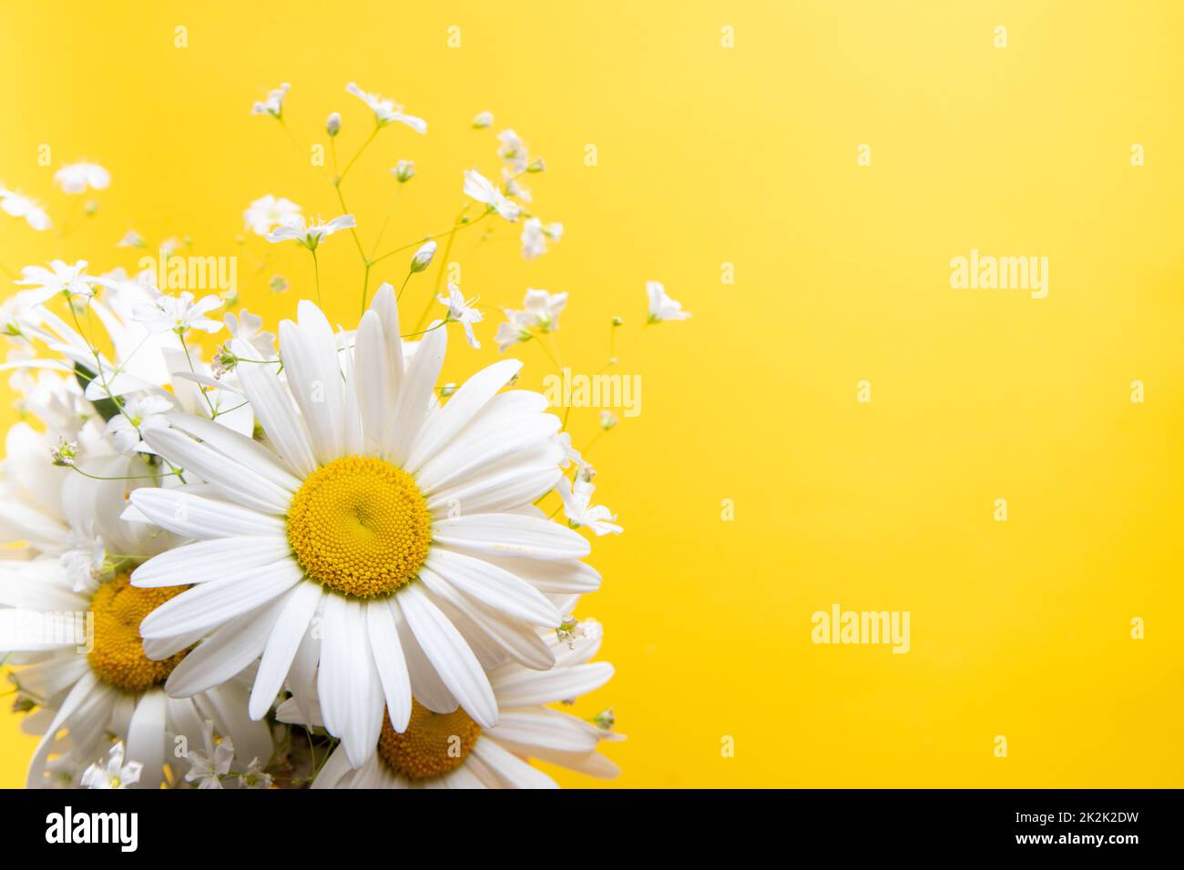Composición de las flores. Flores de manzanilla sobre fondo amarillo. Concepto de primavera y verano. vista superior, espacio de copia Foto de stock