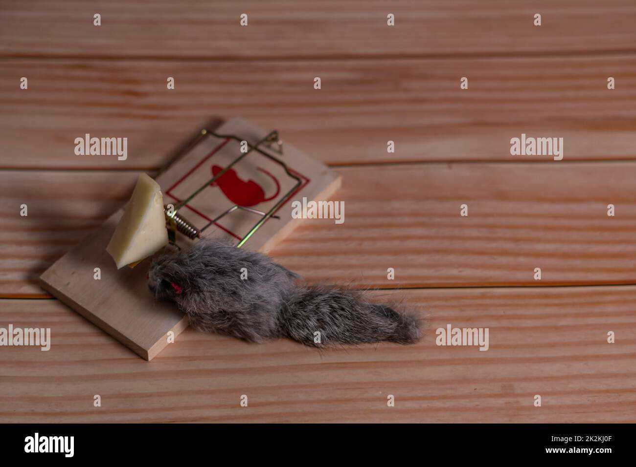 Ratón De Juguete Atrapado En Una Trampa Para Ratones Fotos