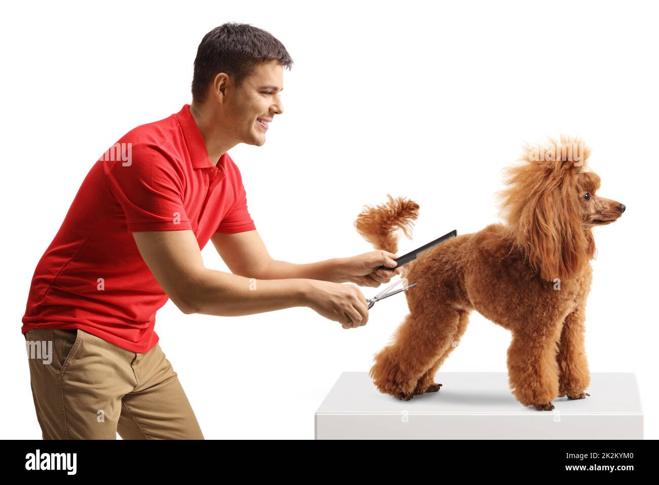 Hombre sosteniendo tijeras y un peine y arreglando un perro canino rojo aislado sobre fondo blanco Foto de stock