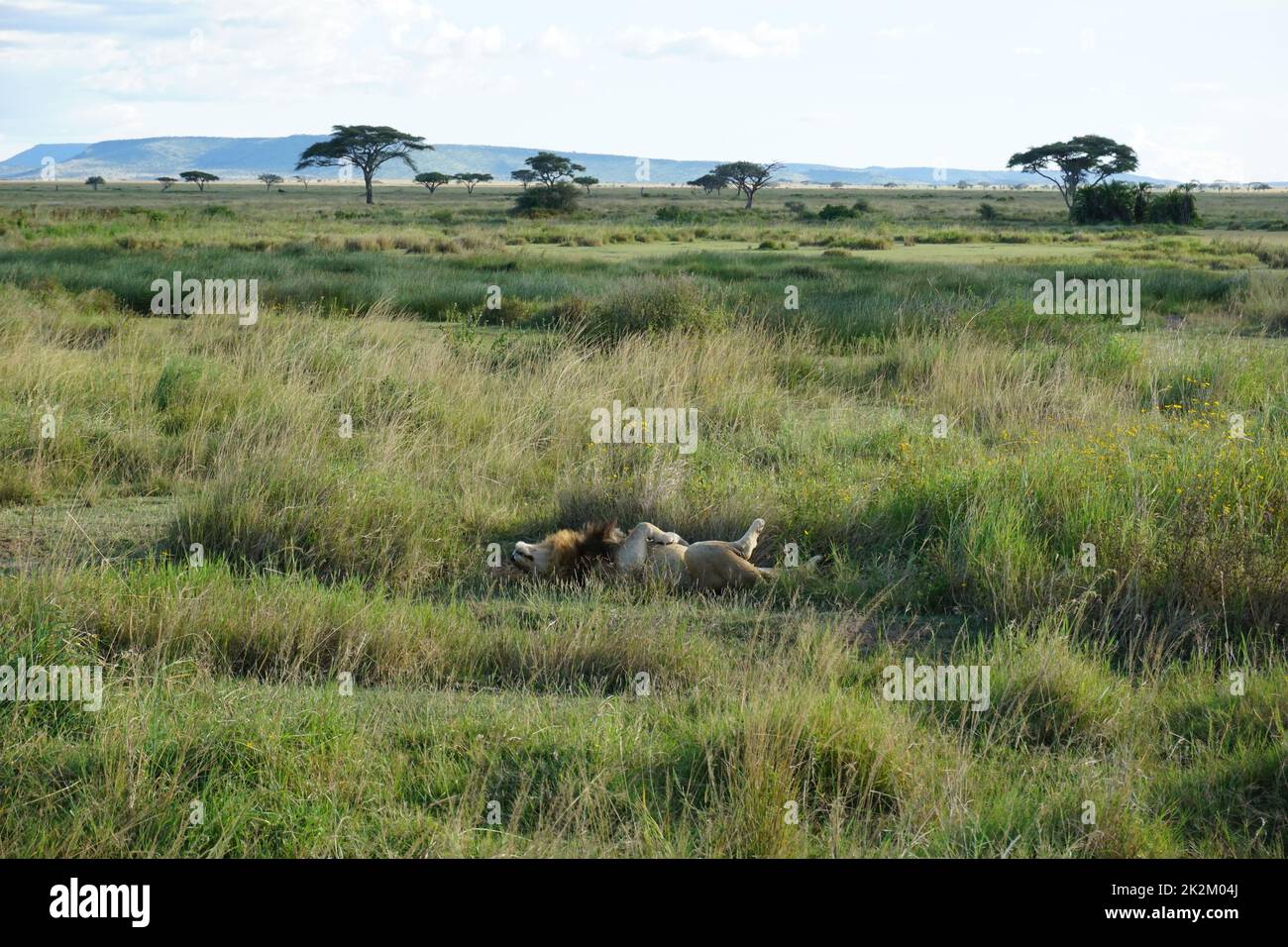 León macho perezoso y soñoliento que se recupera en la sabana del Serengeti Foto de stock