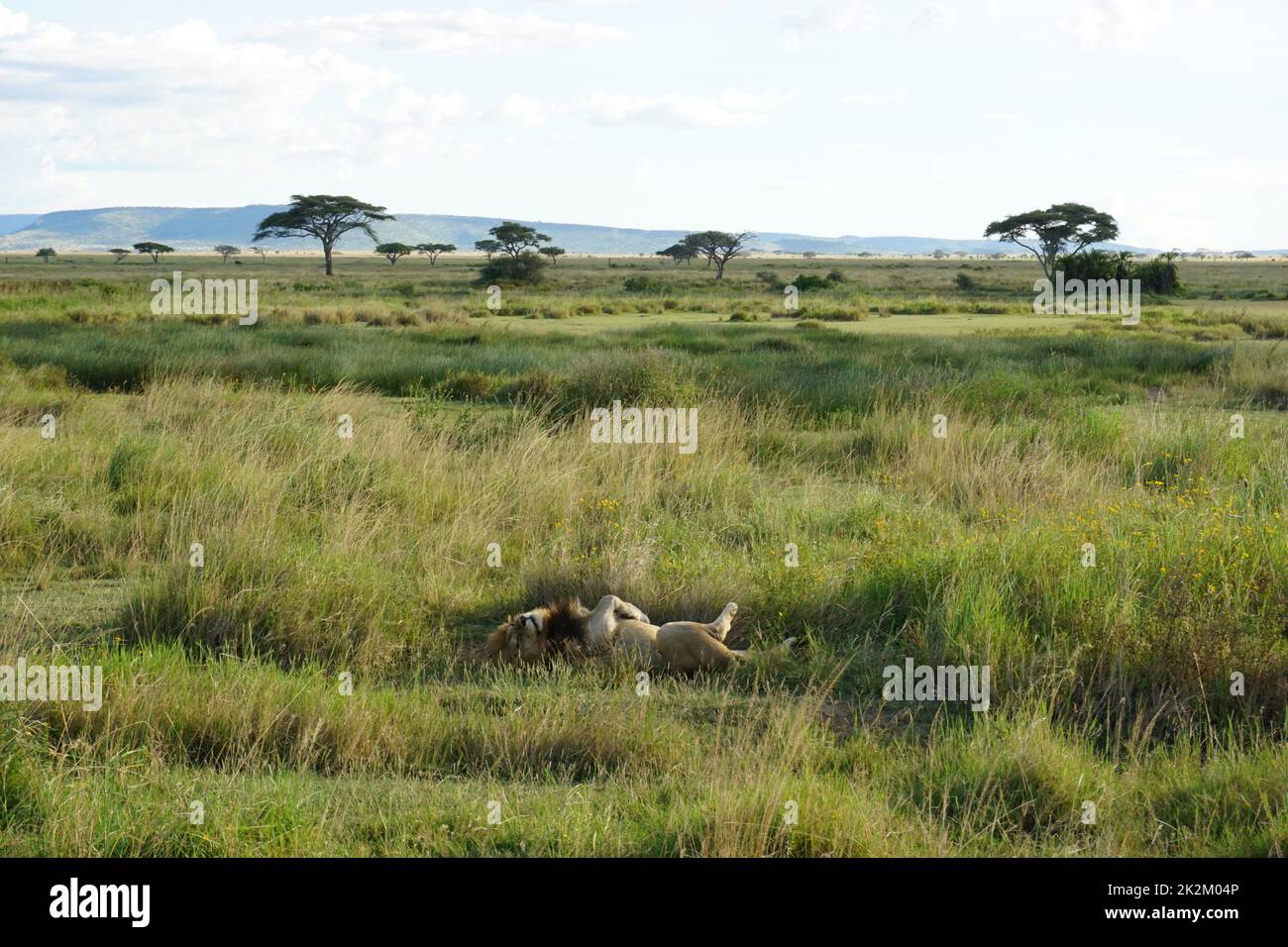 León masculino durmiendo y recuperándose después de la caza en el Serengeti Foto de stock