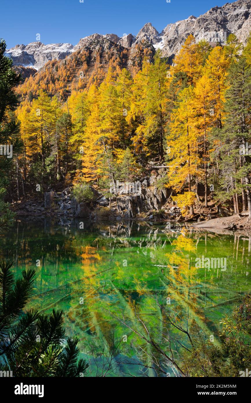 Lac Vert (Lago Verde) en la Etroita Vallee (Valle Estrecho) y alerces en otoño. El color verde es de algas. Hautes-Alpes (05), Alpes, Francia Foto de stock