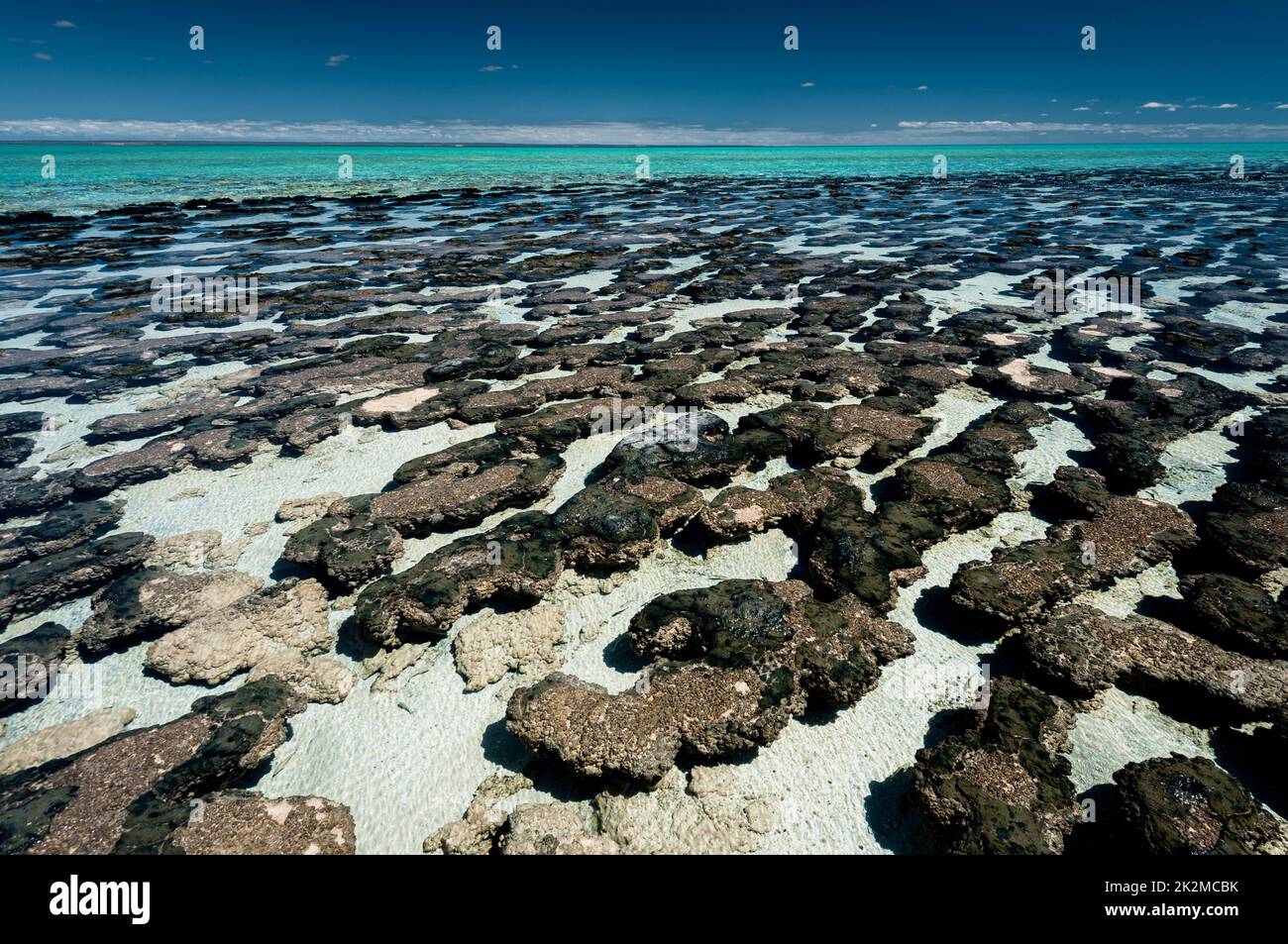 Estromatolitos en la bahía de Hamelin, la forma de vida más antigua. Foto de stock