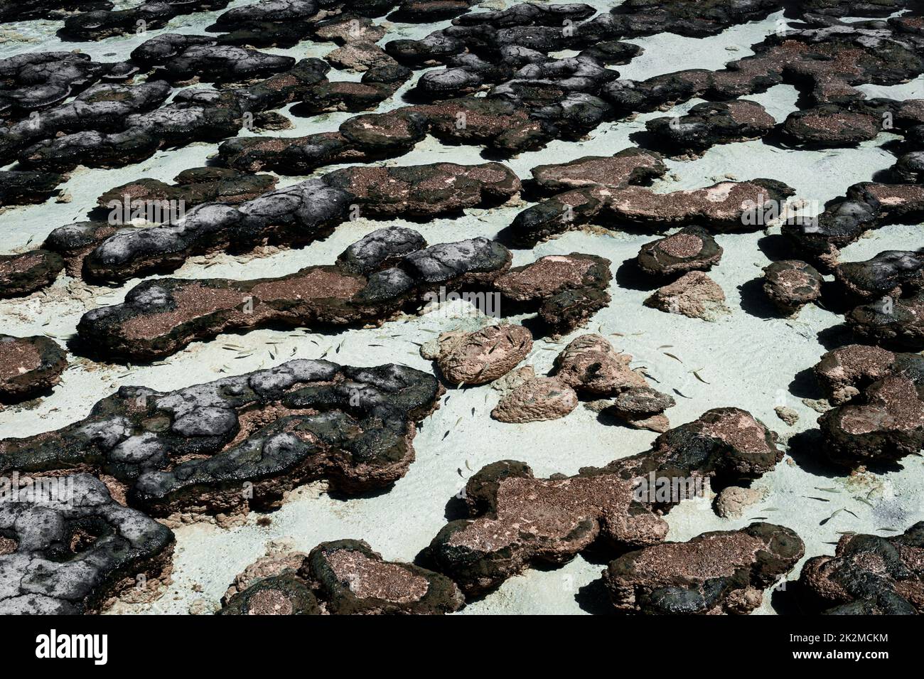 Estromatolitos en la bahía de Hamelin, la forma de vida más antigua. Foto de stock