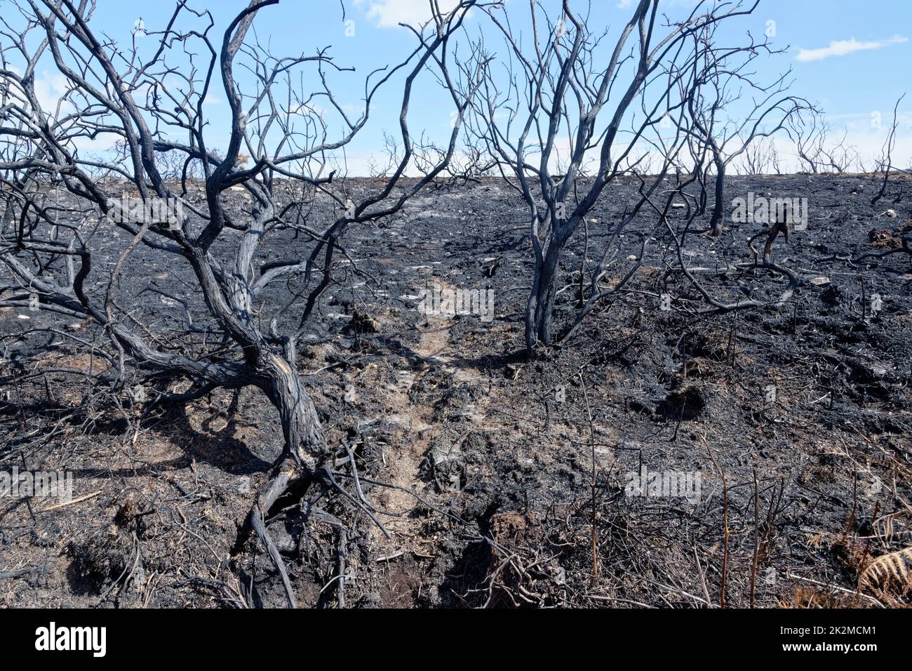 Parche de 5 hectáreas de brezales gravemente quemado por un gran incendio, probablemente iniciado por una barbacoa desechable, Studland Heath, Isla de Purbeck, agosto de 2022. Foto de stock