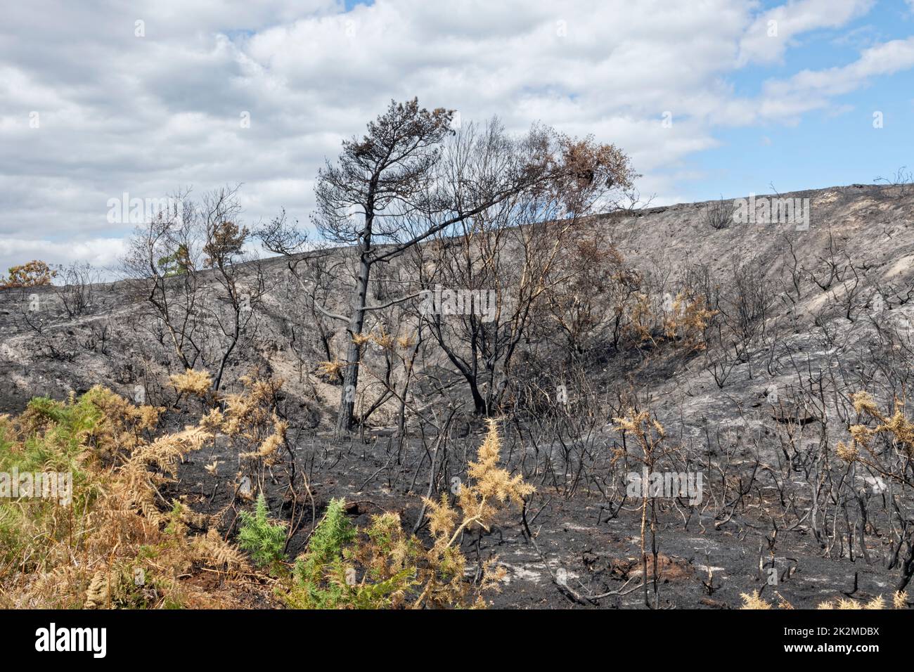 Arbustos y árboles de brezales gravemente quemados por un gran incendio, probablemente iniciado por una barbacoa desechable, Studland Heath, Isla de Purbeck, agosto de 2022. Foto de stock