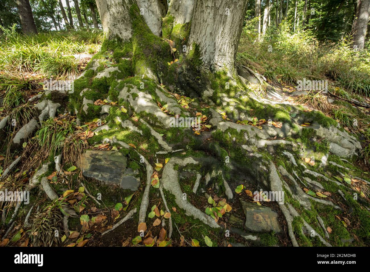En un bosque en el Ruhrhoehenweg en las montañas de Ardey cerca de Wetter, musgo en la raíz de un viejo árbol de haya, Renania del Norte-Westfalia, Alemania Foto de stock
