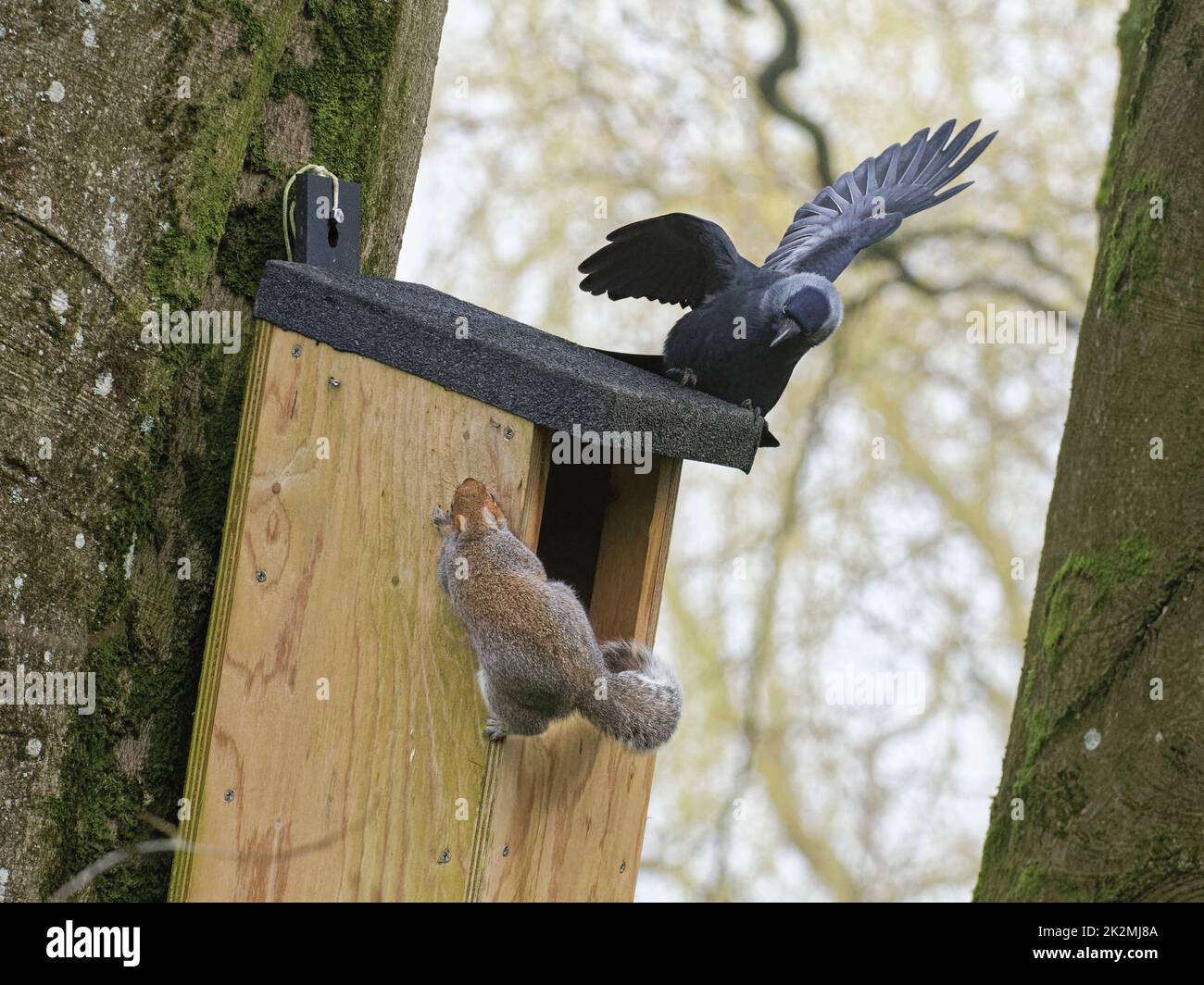 Jackdaw (Corvus monedula) persiguiendo una ardilla gris (Sciurus carolinensis) como emerge de una caja de nido en la que el pájaro quiere anidar, Wiltshire, Reino Unido, marzo. Foto de stock