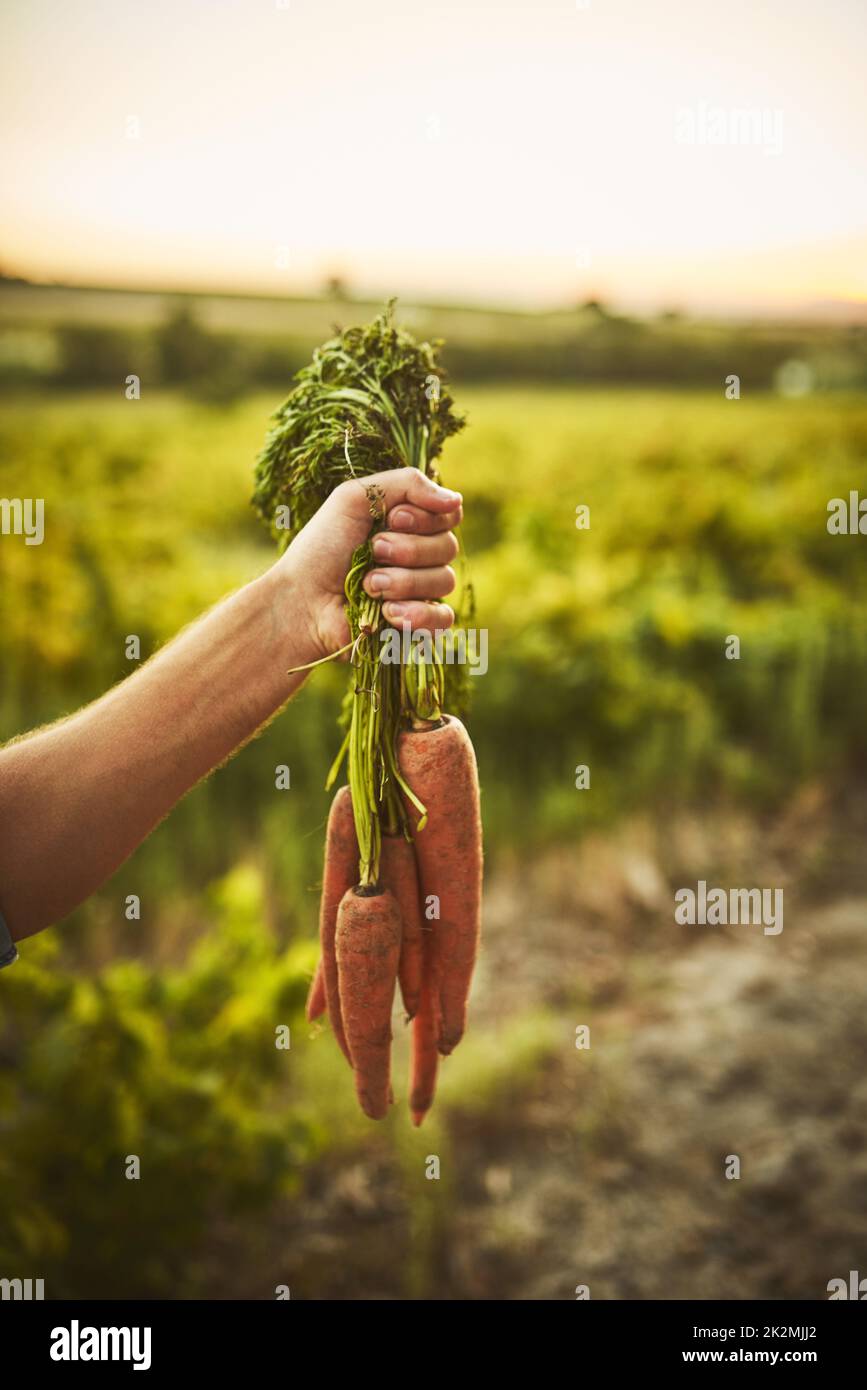 Vivir de la tierra. Tiro irreconocible de una mano sosteniendo un manojo de zanahorias con vegetación verde en el fondo. Foto de stock