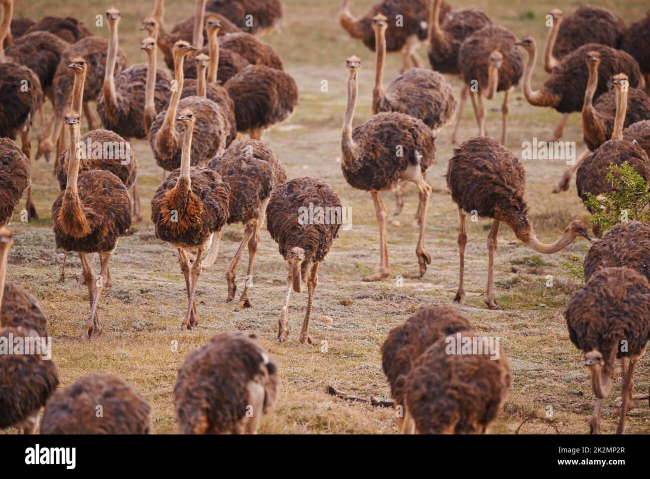 Avestruces en movimiento. Vista recortada de una bandada de avestruces