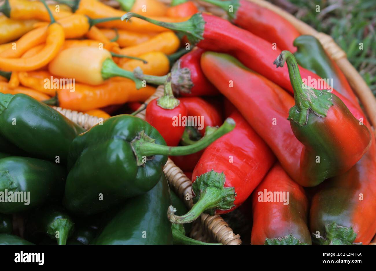 Poblano Peppers con Pimientos rojos asiáticos y Pimientos de chile amarillo Foto de stock