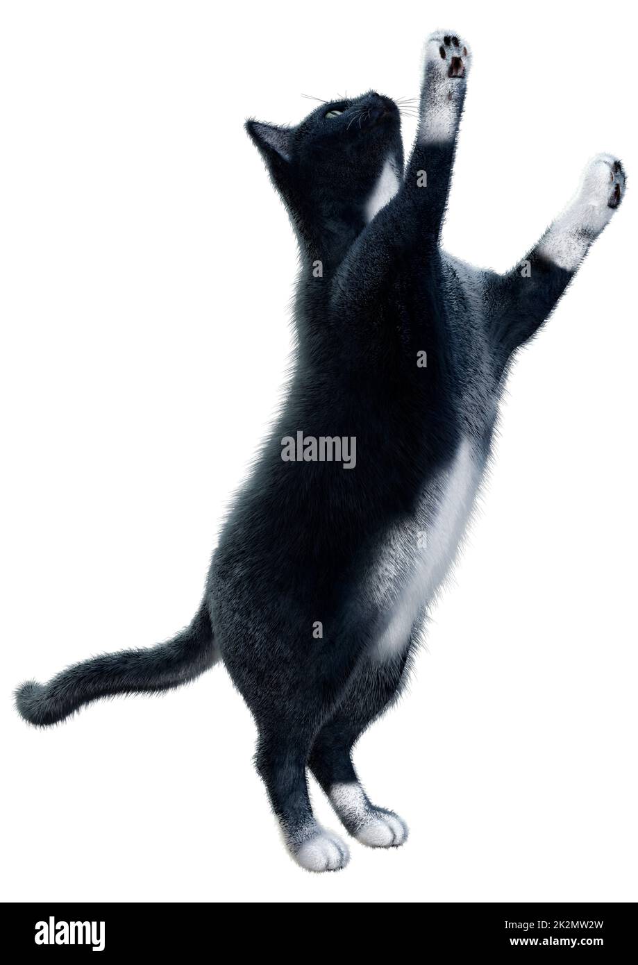 3D Rendering Black Cat on White Foto de stock