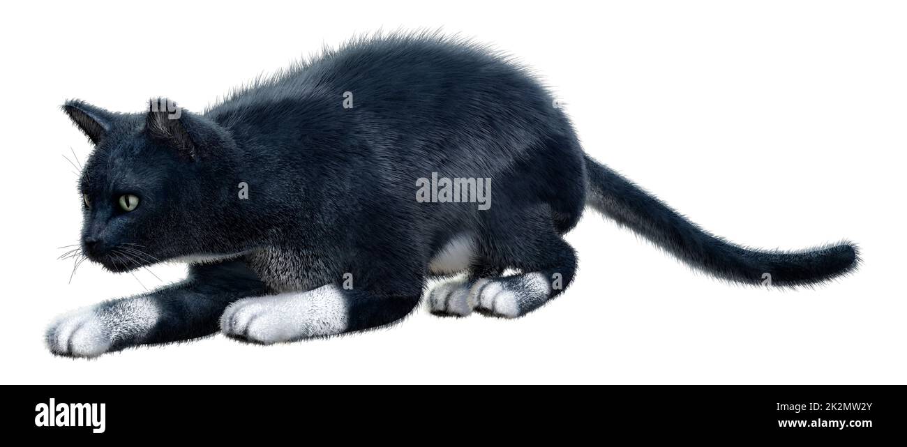3D Rendering Black Cat on White Foto de stock