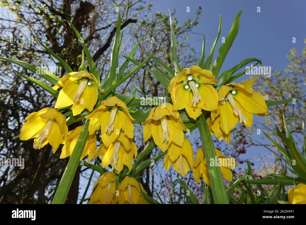 gelb blÃ¼hende Kaiserkrone (Fritillaria imperialis) Foto de stock