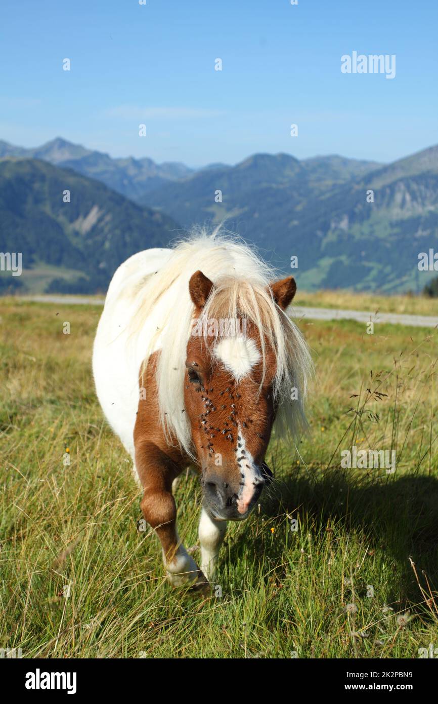 un pony solo frente a un magnífico panorama de montaña en un día de verano Foto de stock