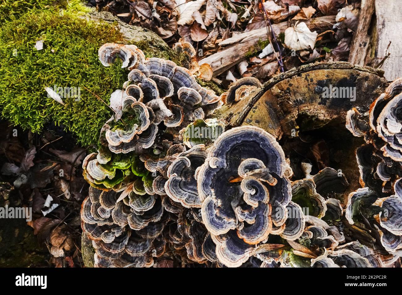 muchos hongos poliporos coloreados en el tronco de un árbol Foto de stock