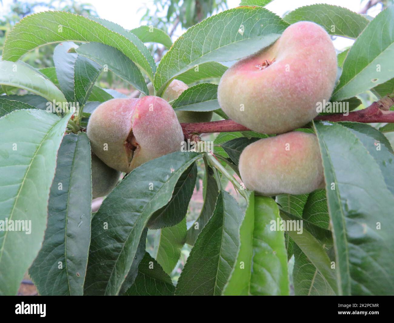 Producción de alimentos de la industria natural de árboles frutales paraguaya Foto de stock
