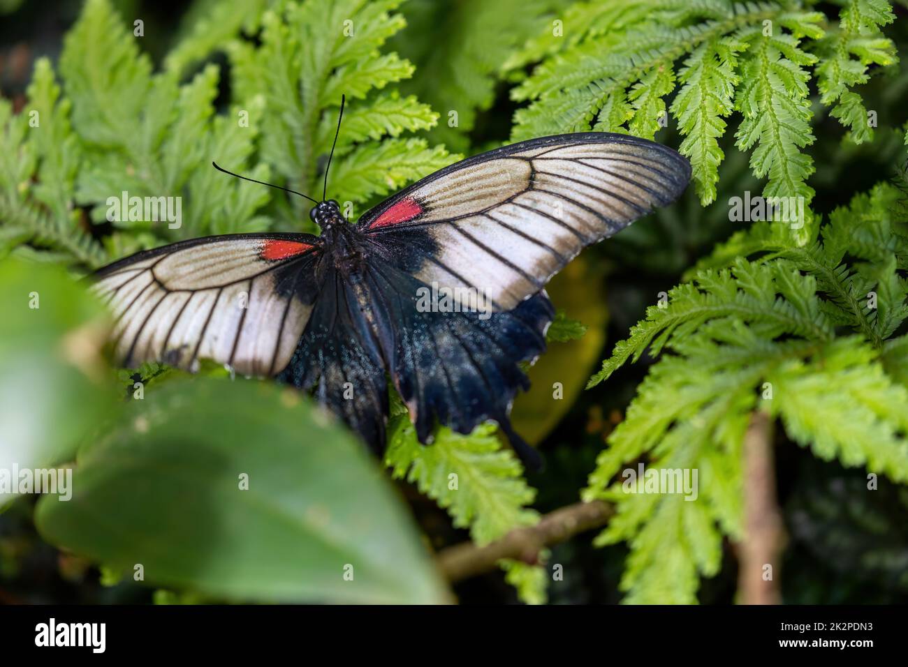 Gran mariposa mormona del sudeste asiático. Foto de stock