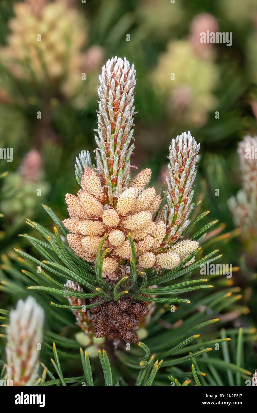 Detalle de flores del pino enano con polen y agujas de pino Foto de stock