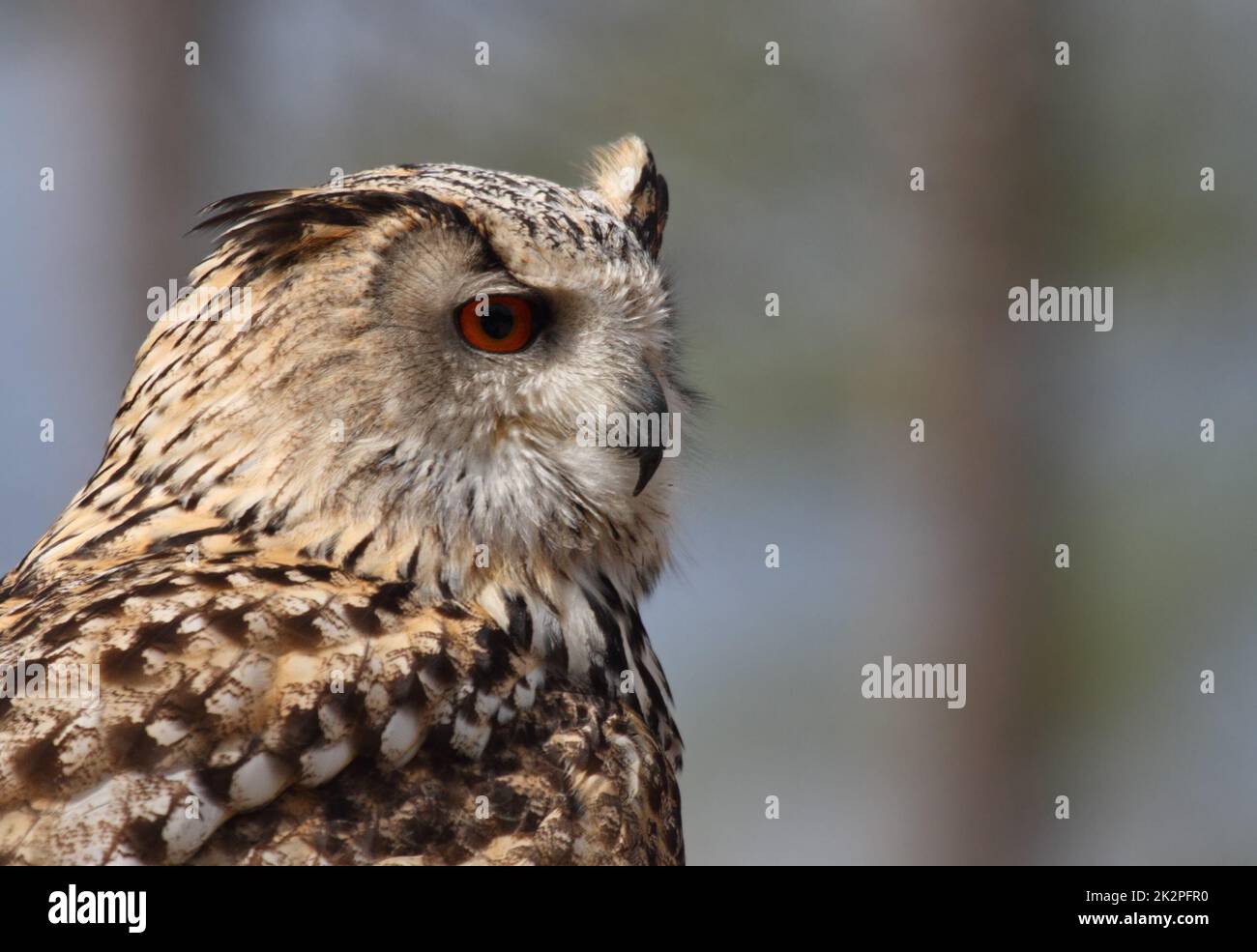 Bubo Bubo OWL retrato en la naturaleza con fondo liso Foto de stock