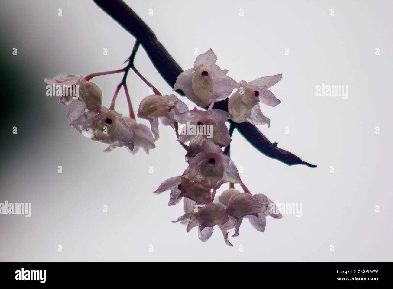 Las flores pequeñas de Dendrobium con Lapas son de color rosa claro. Flores en un ramo se encuentra sólo en la parte sur de Tailandia, algunas provincias es una orquídea que es difícil de encontrar Foto de stock