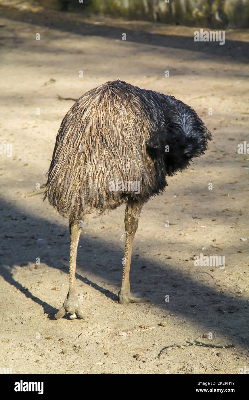 Fotografía de una uem. Los emús son aves sin vuelo. Foto de stock