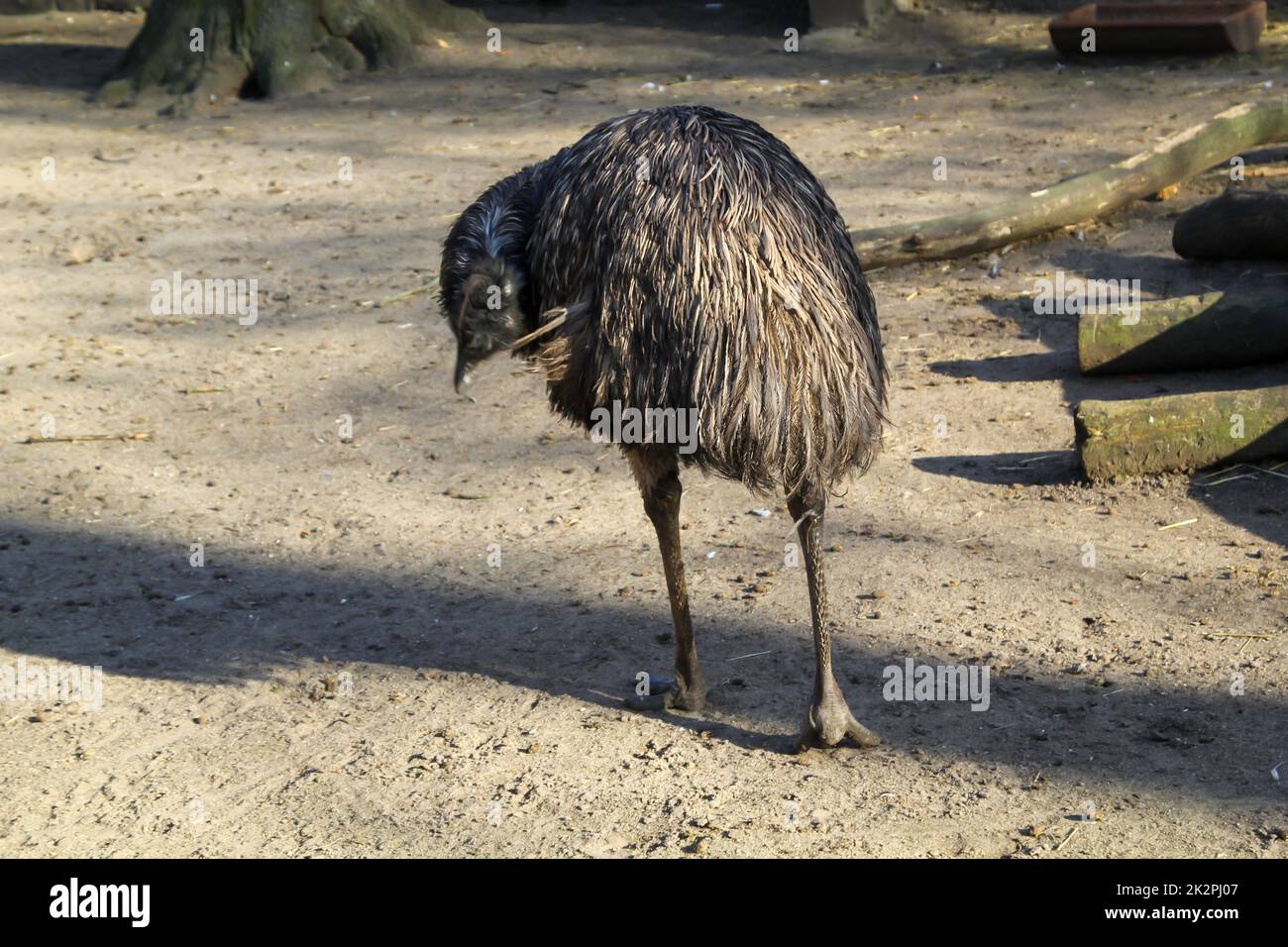 Fotografía de una uem. Los emús son aves sin vuelo. Foto de stock