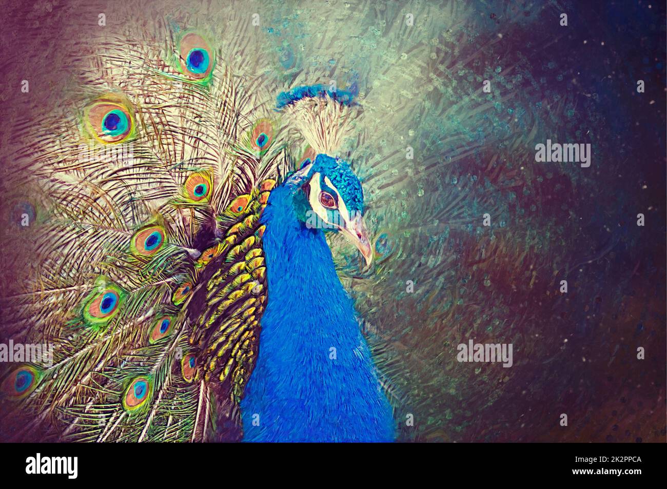 Peacock painting illustration drawing fotografías e imágenes de alta  resolución - Alamy