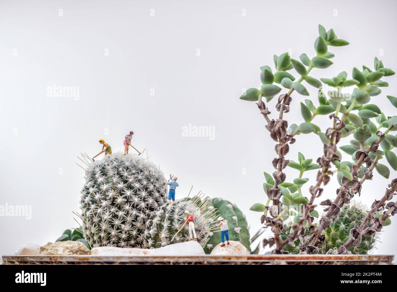 Jardineros en miniatura trabajando en un jardín de cactus Foto de stock