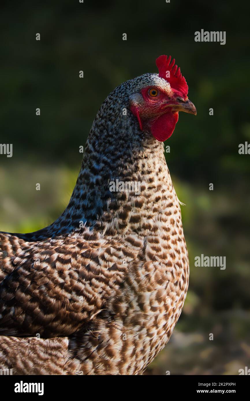 Retrato de una gallina con un plumaje barrado blanco y negro Foto de stock