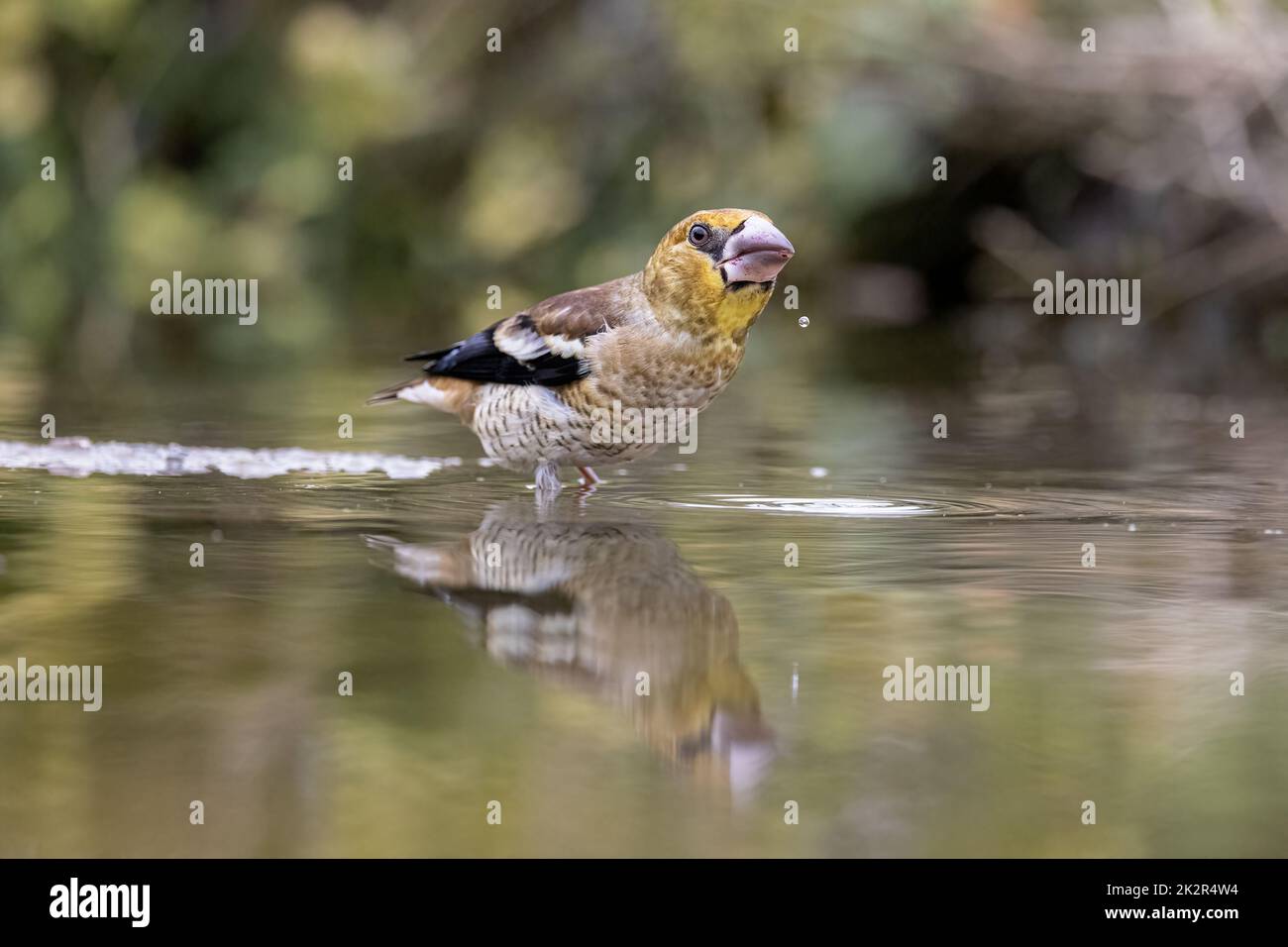 Músculo de la mandíbula fotografías e imágenes de alta resolución - Alamy