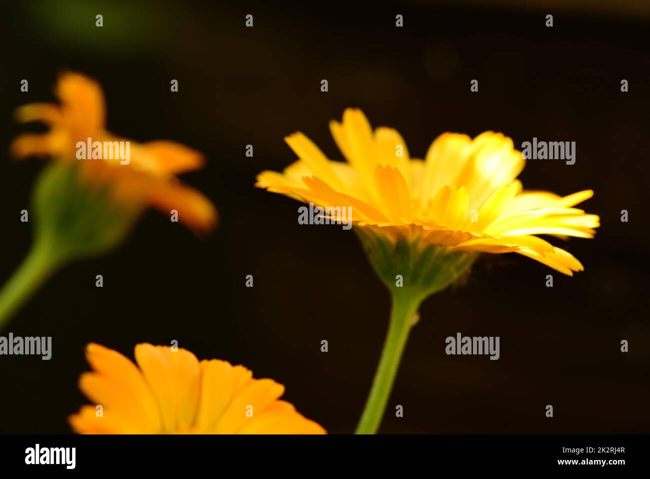 marigold, hierba medicinal con flor Foto de stock