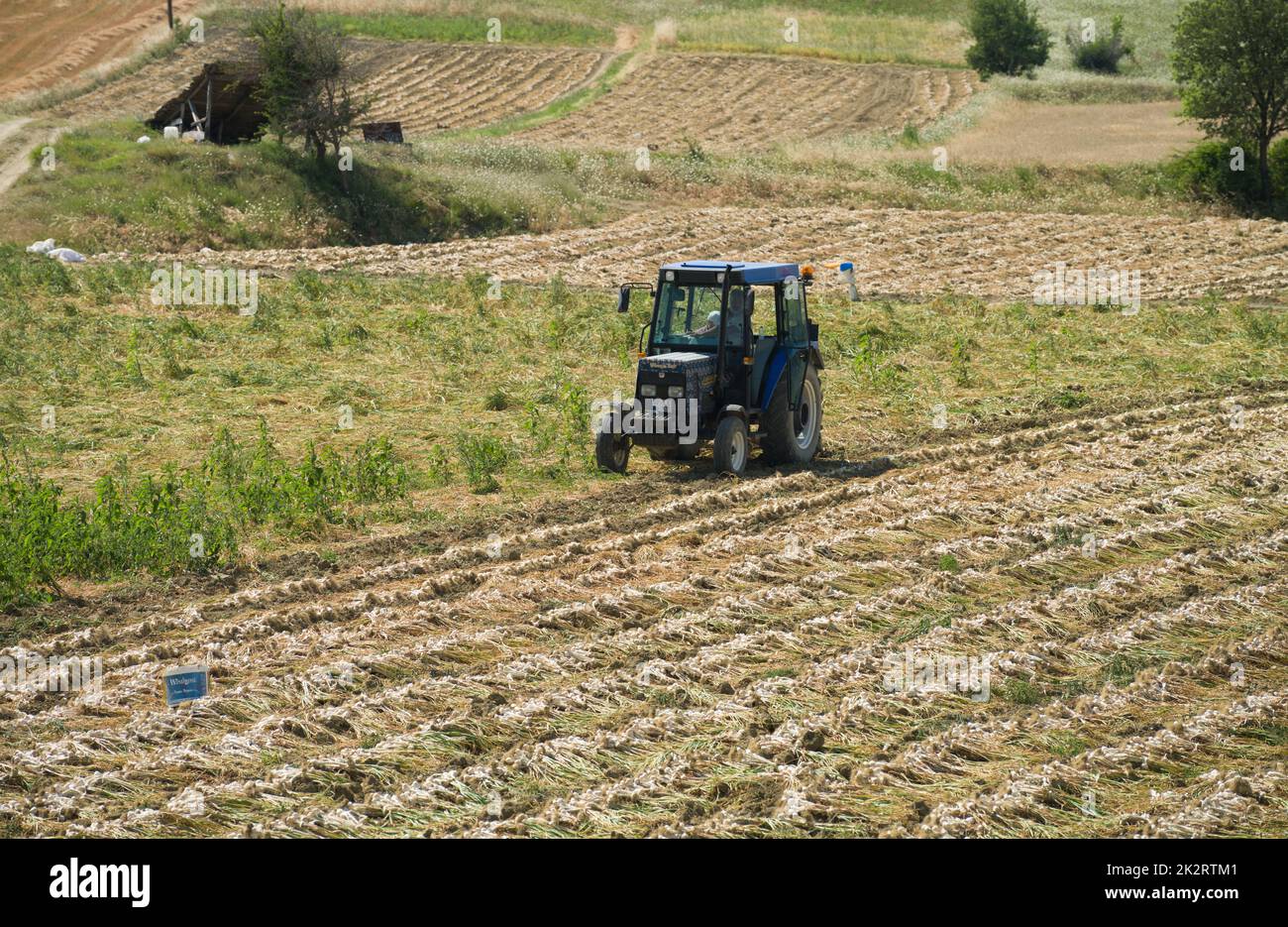 Taskopru, Kastamonu, Turquía, 16 de julio de 2021; Trabajadores trabajando en el campo durante la cosecha de ajo. Foto de stock