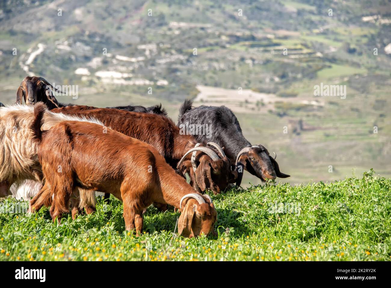Rebaño de cabras pastando en un pasto en las estribaciones. Distrito de Paphos, Chipre Foto de stock