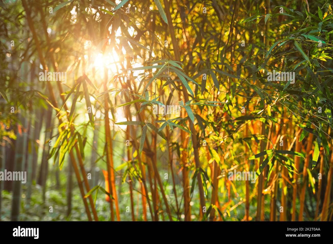 El sol brillaba con hojas de bambú Foto de stock