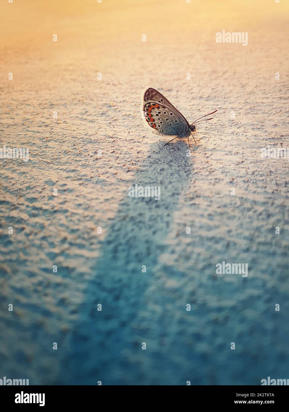 Mariposa azul de cola oriental sobre una pared de cal. Insecto enalado diminuto Cupido comyntas de la familia Lycaenidae especie de nuevo las vigas de la puesta del sol calientes Foto de stock