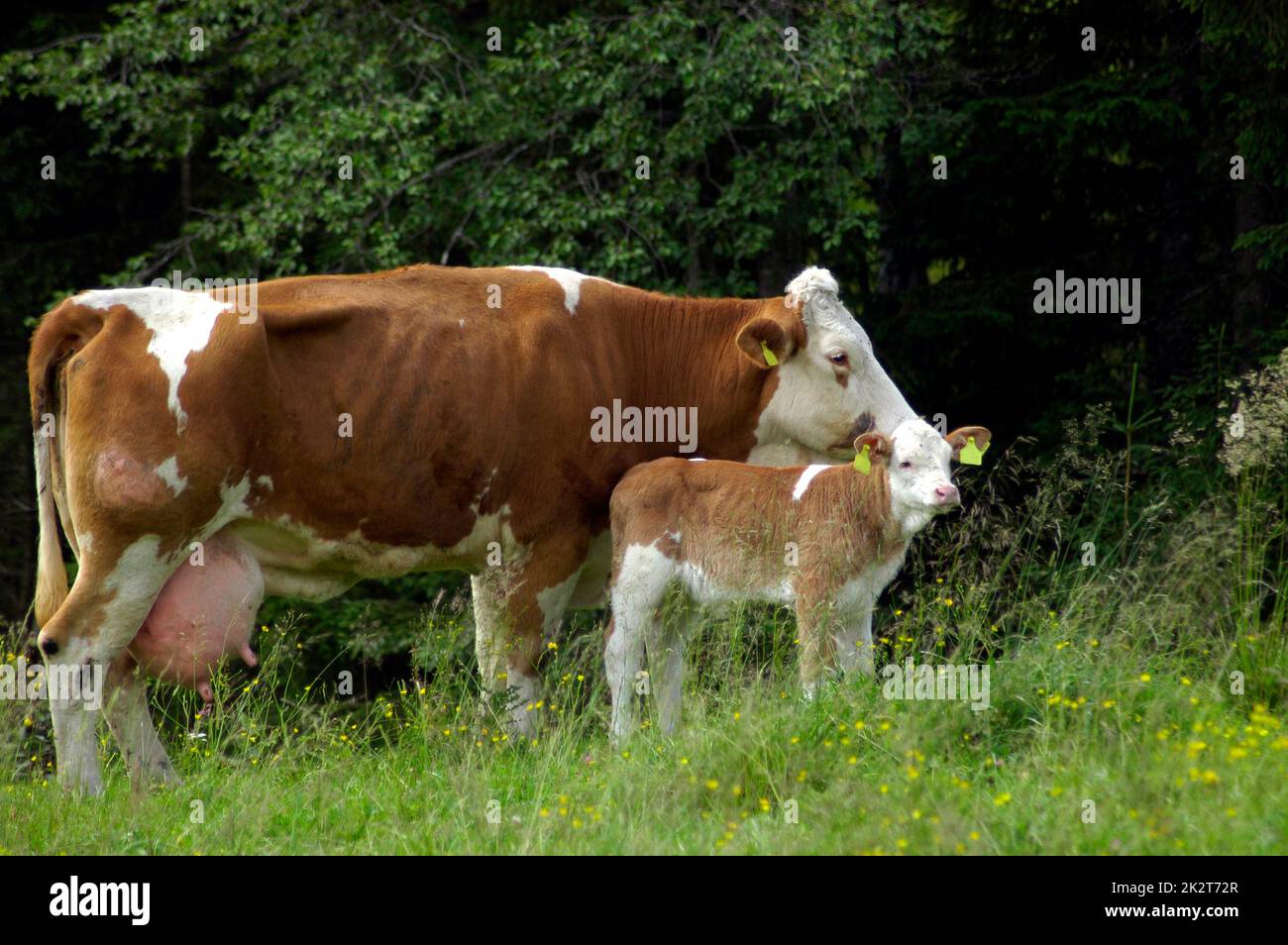 Cría de animales, vacas pastando en un prado verde Foto de stock