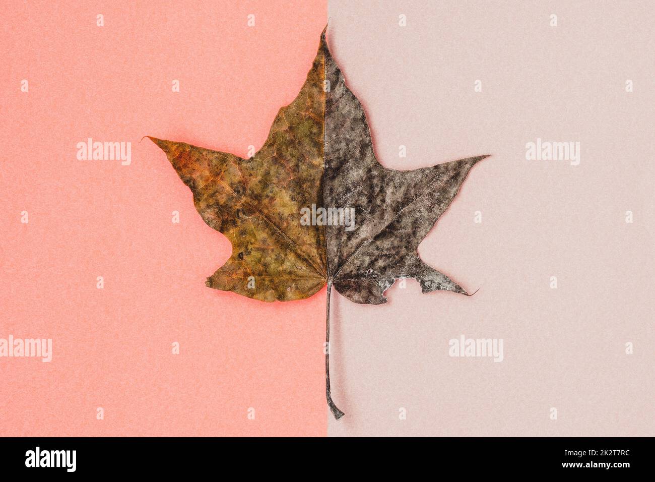 Composición mínima con hojas de arce secas sobre fondo pastel Foto de stock