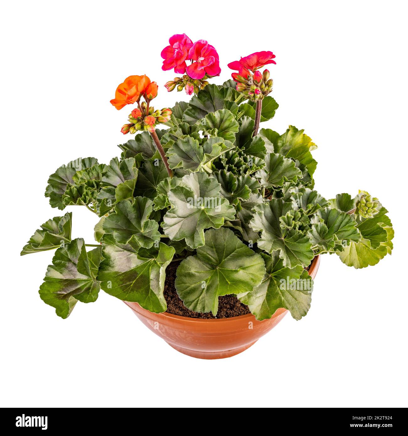 Composición vegetal de Pelargonium Foto de stock