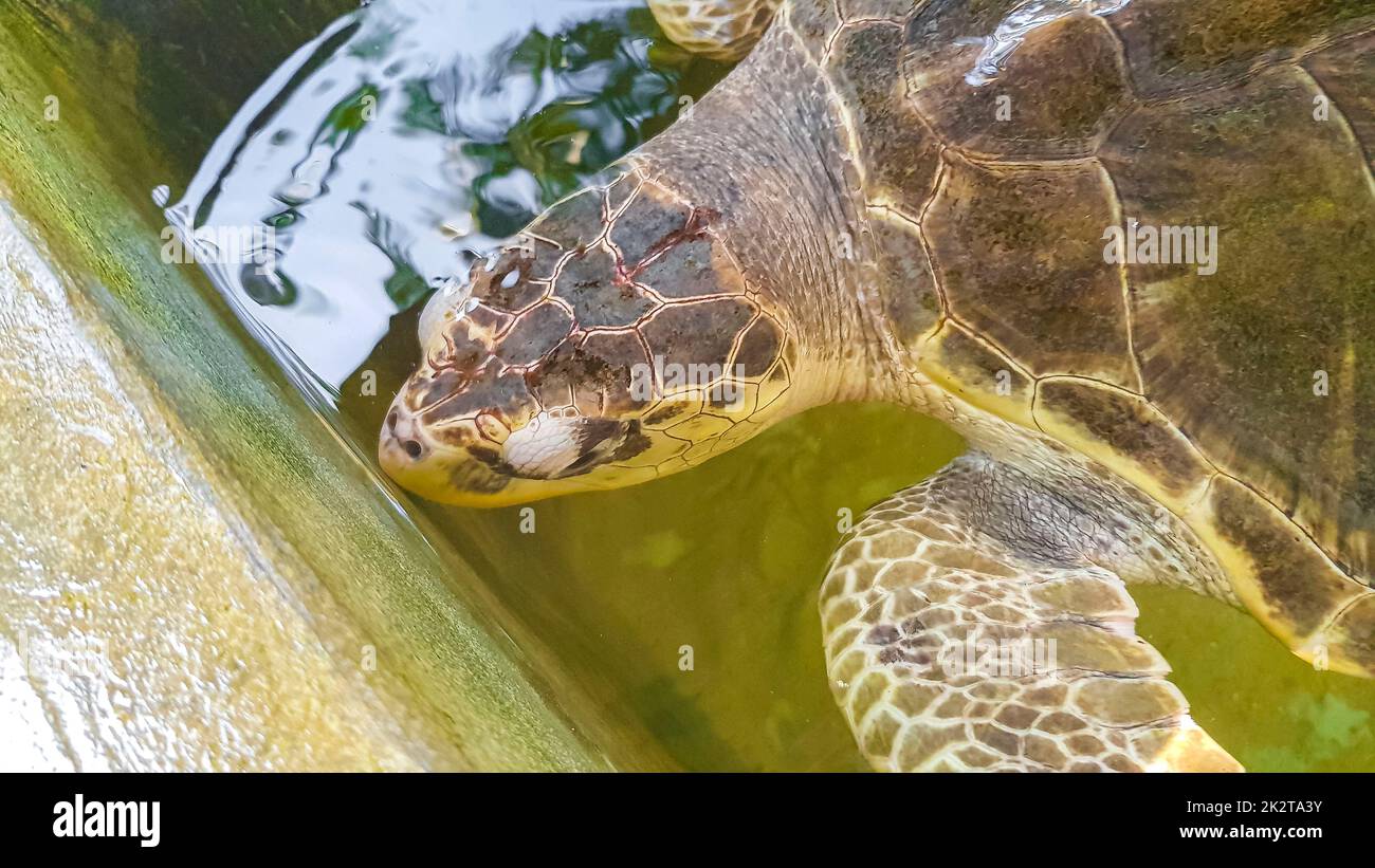 Tortuga verde tortuga carey tortuga caguama nada. Foto de stock