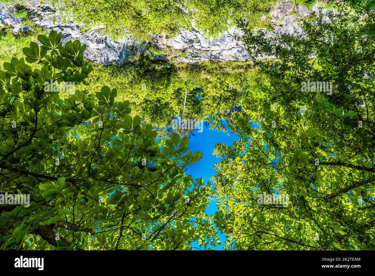 Corona de árbol verde fresco brillante con cielo azul Foto de stock