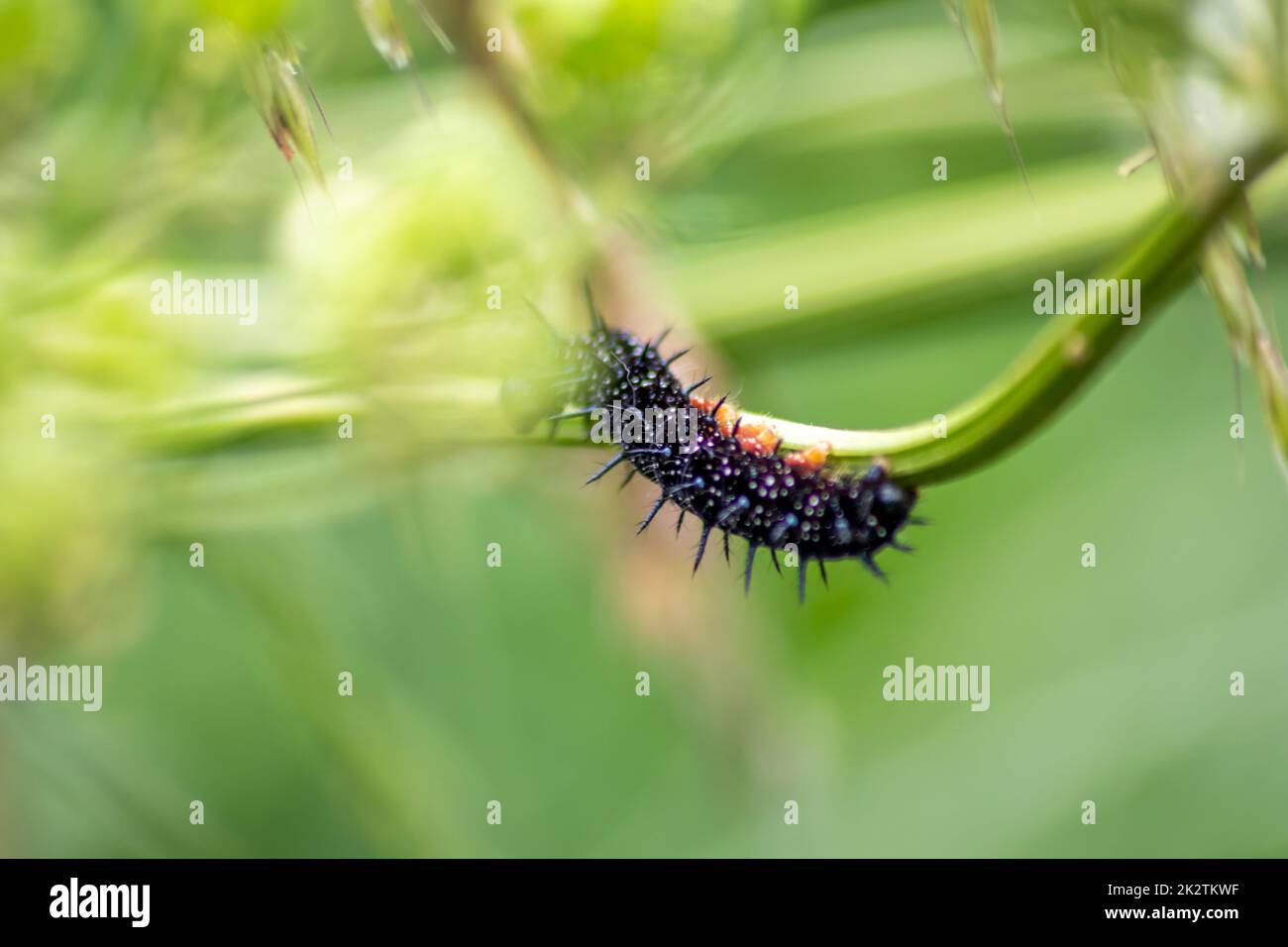 la oruga negra grande con puntos blancos, tentáculos negros y pies anaranjados es la larva grande hermosa de la mariposa del pavo real que come hojas y hierba antes de la mutación en una mariposa vía metamorfosis Foto de stock