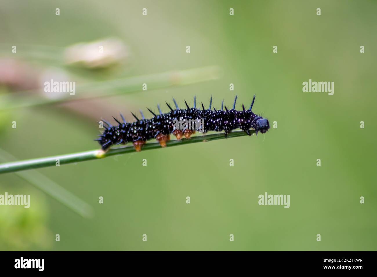 la oruga negra grande con puntos blancos, tentáculos negros y pies anaranjados es la larva grande hermosa de la mariposa del pavo real que come hojas y hierba antes de la mutación en una mariposa vía metamorfosis Foto de stock