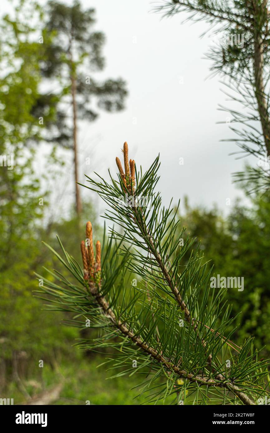 Nuevos conos jóvenes aparecieron en las ramas de un bosque de pinos Foto de stock