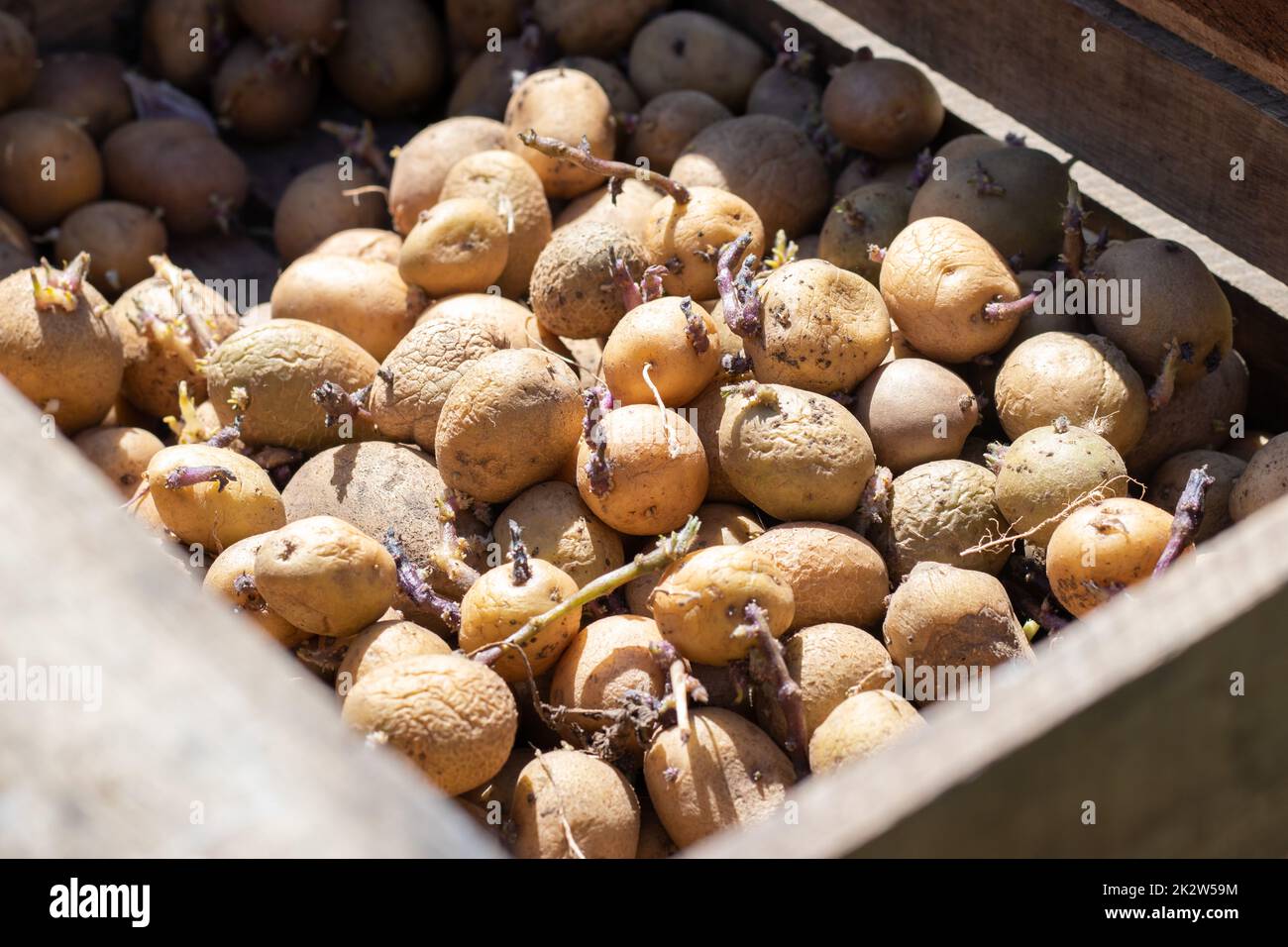 Patatas para plantar con brotes en una caja de madera. Germinaron patatas  de siembra viejas. Plántulas de tubérculo de patata. El concepto de  agricultura y jardinería, cultivo y cuidado de hortalizas Fotografía