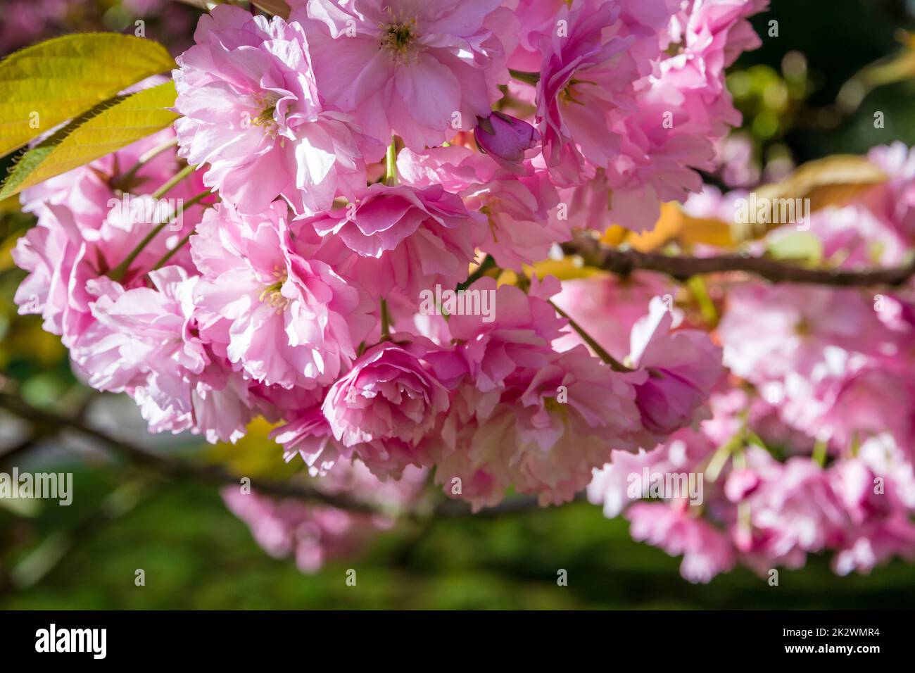 Cerezo japonés florece en primavera. Vista de macro Foto de stock
